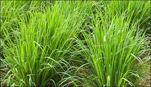 Rosha Grass/ Cymbopogon martini (Roxb.) Wats./ Cymbopogon schoenanthus Spreng
