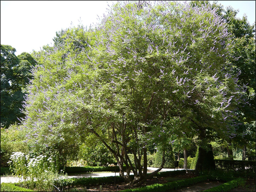 Vitex agnus-castus Linn. / Chasteberry
