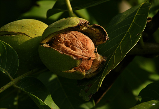 Walnut/ Juglans regia Linn. Walnut/ Juglans regia Linn.