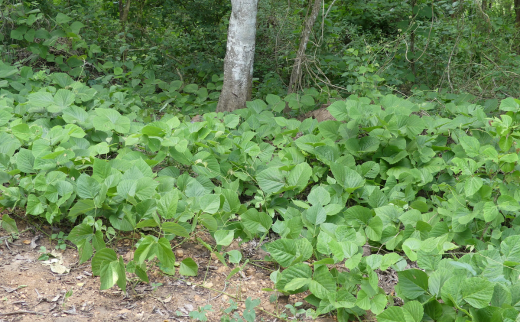 Vidarikanda / Pueraria tuberosa DC. Vidarikanda / Pueraria tuberosa DC.