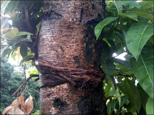 Java Fig/ Plaksha/ Ficus lacor Buch.-Ham.