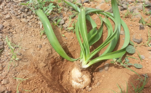 Urginea Indica Urginea Indica