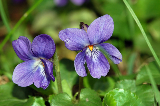 Viola odorata Linn./ Banafasha