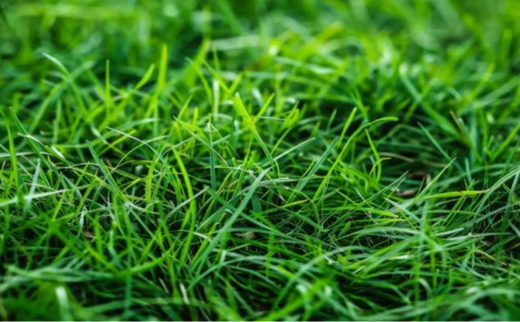 Durva/ Conch Grass/ Bermuda Grass