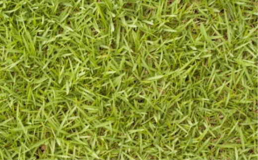 Durva/ Conch Grass/ Bermuda Grass/ Cynodon dactylon Pers.