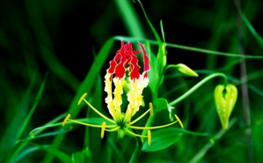 Langali/ Kalihari/ Tiger’s Claws/ The Glory Lily/ Gloriosa superba Linn.