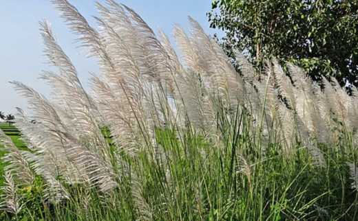 Saccharum spontaneum Linn.