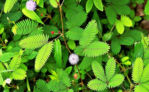 Touch me Not Plant / Lajjalu/ Mimosa pudica Linn. Touch me Not Plant / Lajjalu/ Mimosa pudica Linn.