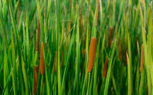 Typha Angustata Typha Angustata