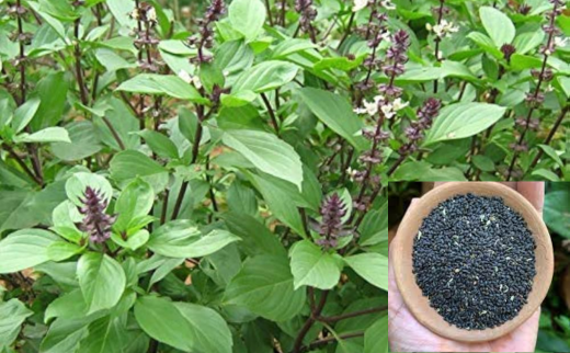Sabja Seeds/ Common Sweet Basil/ Barbari/ Ocimum basilicum Linn.