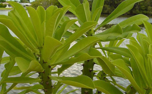 Snuhi/ Thuhar/ Milk Hedge/ Common Dulkhedge/ Euphorbia neriifolia Linn.