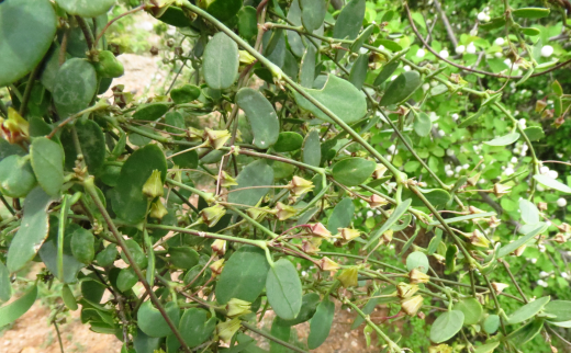 Kakanasa/ Small-leaf Milkweed/ Pentatropis capensis Kakanasa/ Small-leaf Milkweed/ Pentatropis capensis