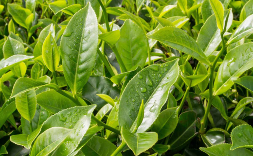 The Tea Plant/ Camellia sinensis (Linn.)