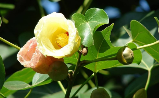 Thespesia populnea Soland. Ex Correa./ Paras Pipal/ Portia Tree/ Indian Tulip Tree Thespesia populnea Soland. Ex Correa./ Paras Pipal/ Portia Tree/ Indian Tulip Tree