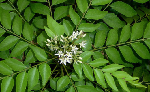 Murraya koenigii L. Sprengel/Kaidarya/Curry Leaves/Kadi Patta