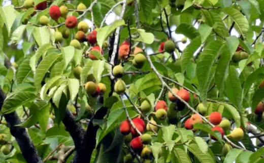 The Upas tree/ Antiaris toxicaria Lesch.