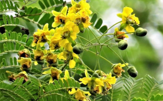 Caesalpinia digynaRottl./ Vakeri/ Teri Caesalpinia digynaRottl./ Vakeri/ Teri