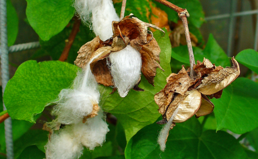 Gossypium herbaceum Linn./ Cotton Plant/ Indian Cotton Gossypium herbaceum Linn./ Cotton Plant/ Indian Cotton