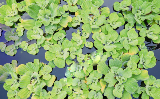 Jalakumbhi/ Variparni/ The Wester-Lettuce/ Pistia stratiotes Linn. Jalakumbhi/ Variparni/ The Wester-Lettuce/ Pistia stratiotes Linn.