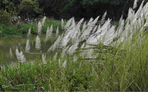 Saccharum munja Roxb. / Saccharum bengalense Retz./ Erianthus munja Jesw./ Bhadramunja