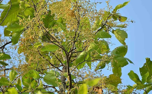 Shaal/ The Sal Tree/ Shorea robusta Gaertn. F. 