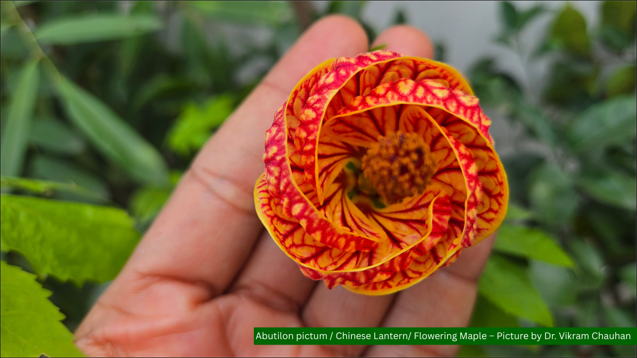 Abutilon pictum / Chinese Lantern/ Flowering Maple