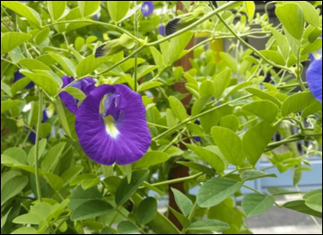 Shankhpushpi / Convolvulus Pluricaulis