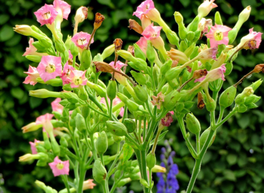 Nicotiana tabacum Linn./Tobacco/Tamra Parna/