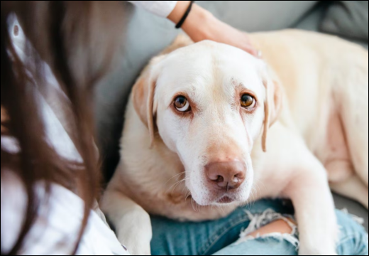 Urolithiasis In Canines