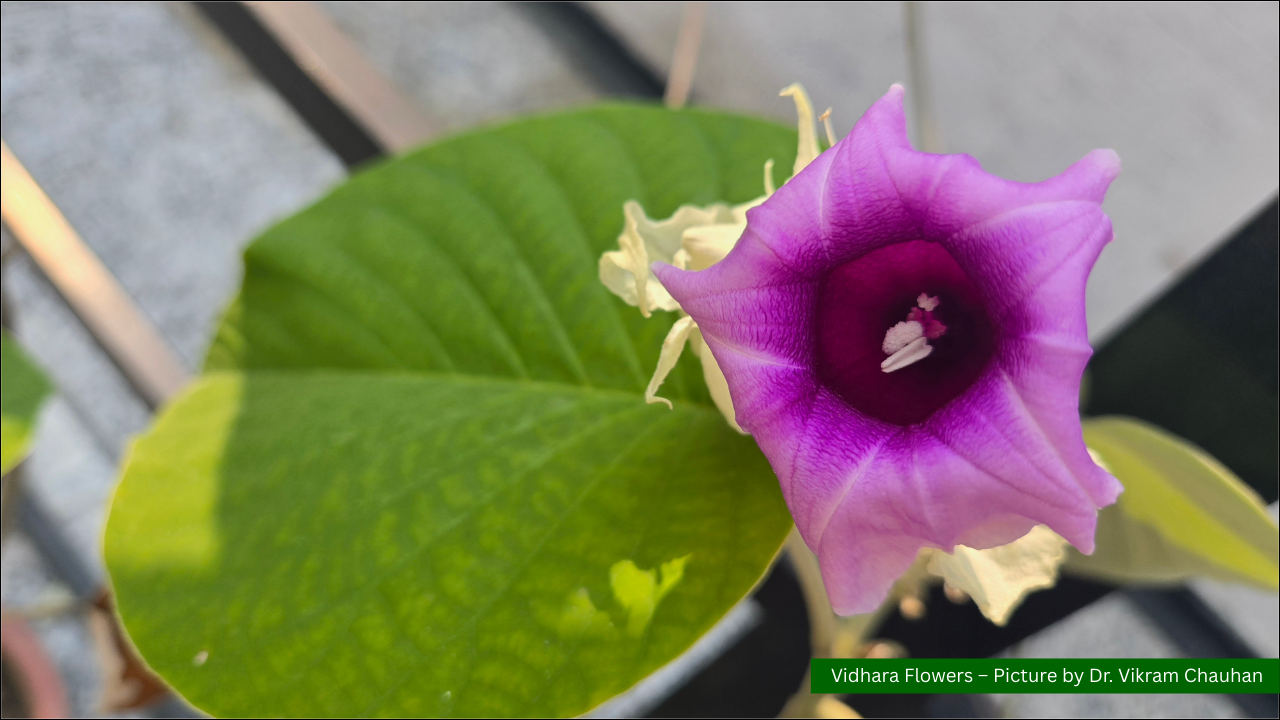 Argyreia nervosa  (Burm. f.) / Vidhara / Argyreia speciosa Sweet./ Elephant creeper