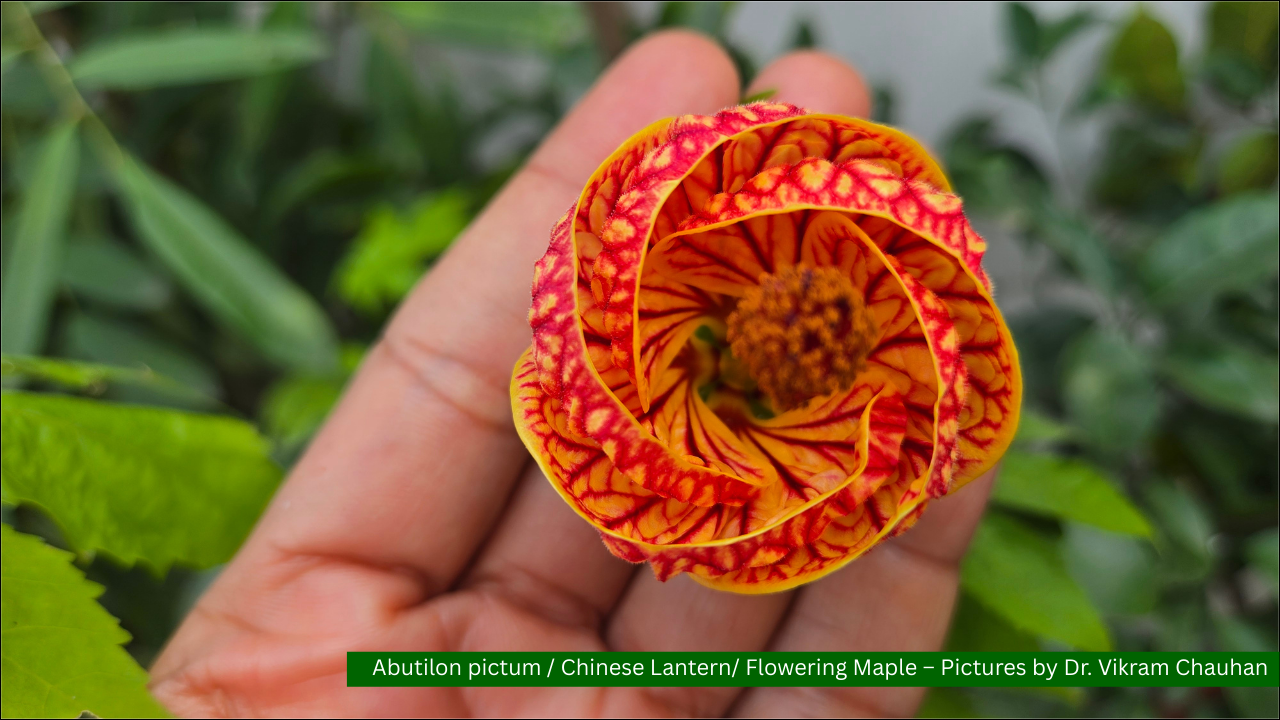 Abutilon pictum / Chinese Lantern/ Flowering Maple