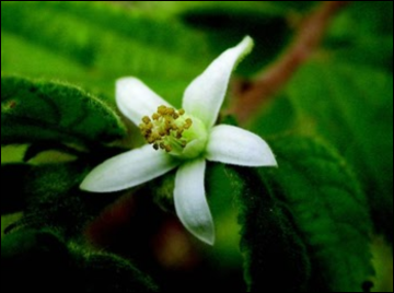 Nagabala (Sida Veronicaefolia)
