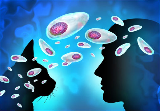 Toxoplasmosis in Cats and Humans
