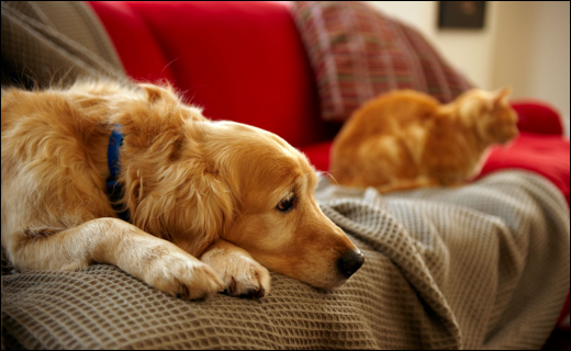 Renal Calculi in Domestic Animals