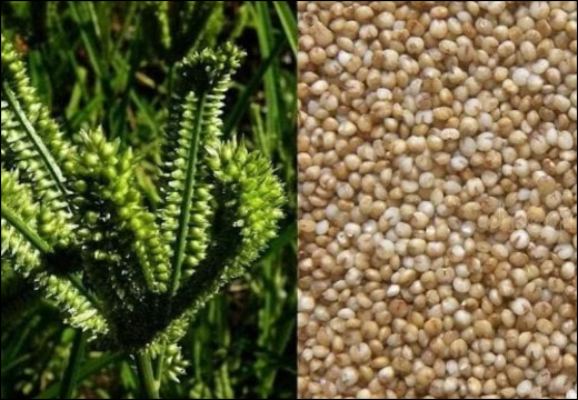 Kodo Millet / Paspalum Scrobiculatum