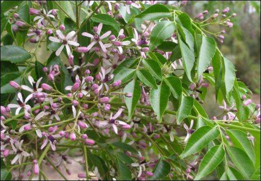 Melia Azedarach / Mahanimba / Persian Lilac