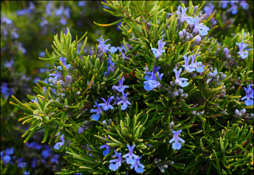 Rosmarinus Officinalis Linn./ Rosemary Rosmarinus Officinalis Linn./ Rosemary