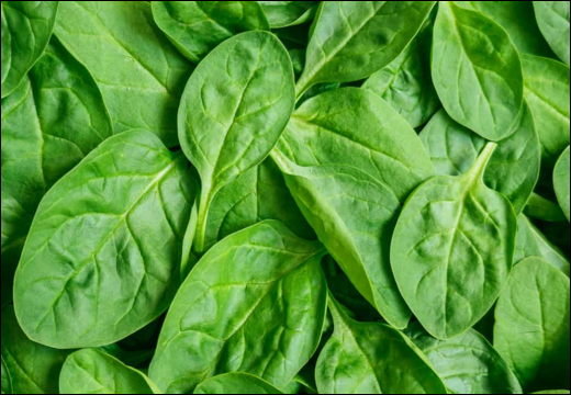 Spinacia oleracea Linn./Spinach/Palak