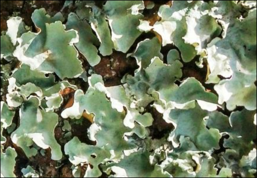 Parmelia Perlata / Shaileya / Stone Flowers Parmelia Perlata / Shaileya / Stone Flowers