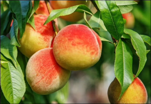 Aaruk (Prunus persica)