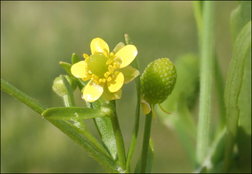Ranunculus sceleratus Linn., Kandira, Jaladhaniya