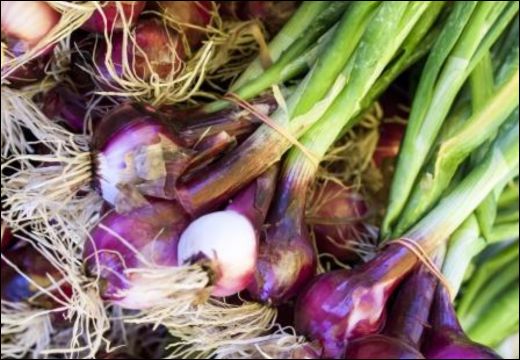 Allium cepa Linn./ Onion/ Plandu