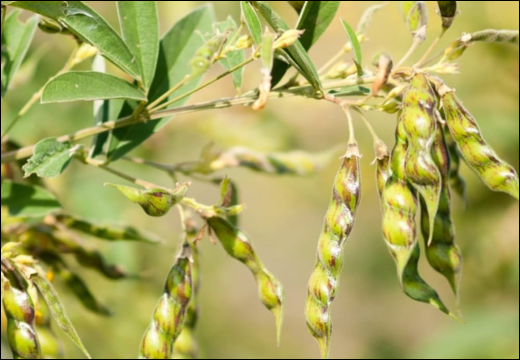 Arhar / Tur Dal / Pigeon Pea / Red Gram / Cajanus Indicus