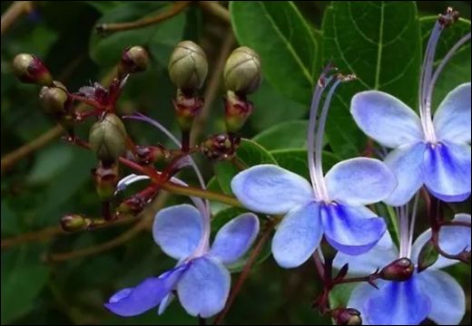 Clerodendrum Serratum / Bharangi / Blue Glory
