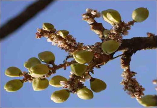 Boswellia serrata Roxb./ Shallaki/ Salai/ Salai Guggul