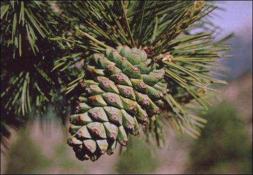 Pinus Gerardiana / Chilgoza / Chilgoja / Neja / Pinon