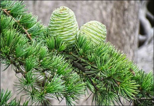 Cedrus Deodara / Devdaru / Deodar / Himalayan Cedar