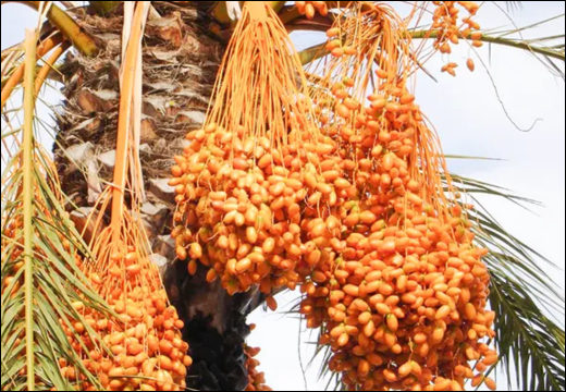 Khajur / Date / Phoenix Sylvestris