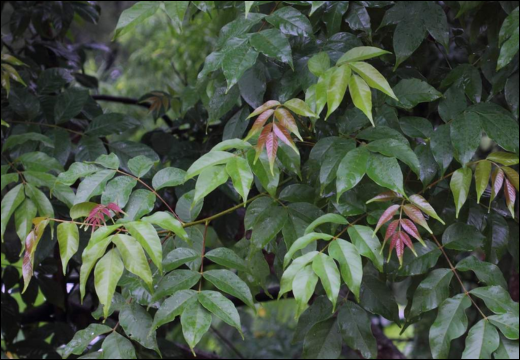 Odina Wodier Roxb./ Lannea Coromandelica (Houtt.) Merrill./ Jingini