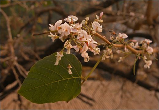 Ougeinia dalbergioides Benth./ Ougeinia oojeinensis (Roxb.) Hochr./ Tinisha Ougeinia dalbergioides Benth./ Ougeinia oojeinensis (Roxb.) Hochr./ Tinisha